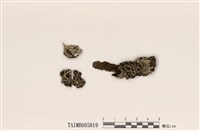 藏品(黃條雙歧根梅衣)的圖片